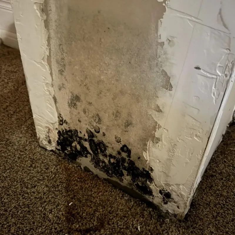 Professional Mold Removal in Waynesville, OH